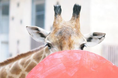 страх общения